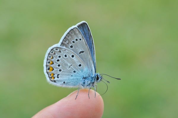 Detox Breast Implants Protocol