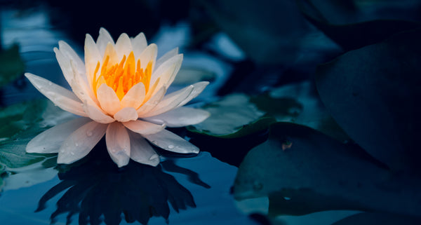 Healthy Weight Protocol