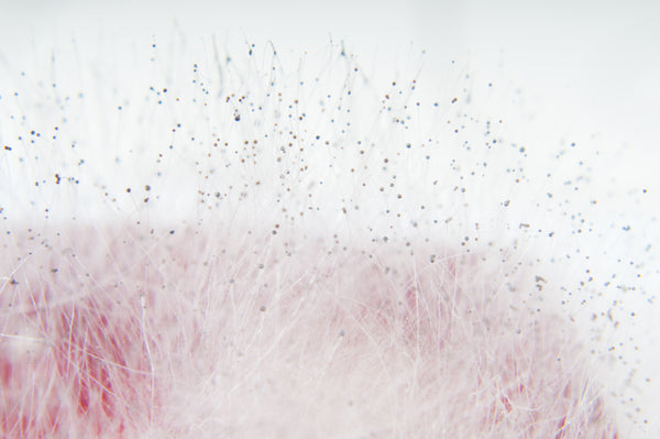 Mold Recovery Protocol